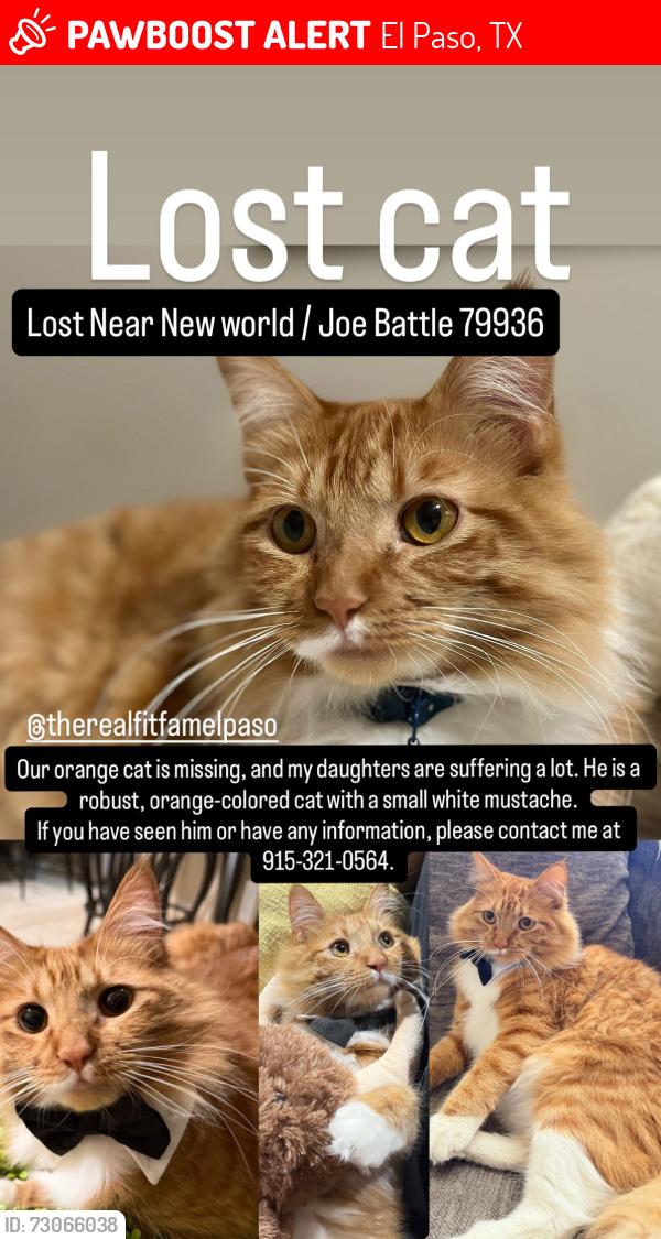 Lost Male Cat last seen Joe battle, El Paso, TX 79936