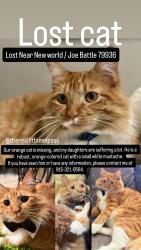 Lost Male Cat last seen Joe battle, El Paso, TX 79936