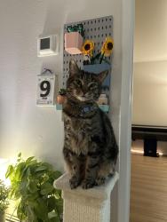 Lost Female Cat last seen Carmel Terrace apmts, San Diego, CA 92128