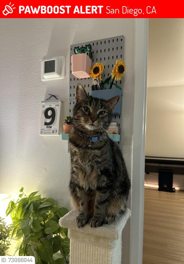 Lost Female Cat last seen Carmel Terrace apmts, San Diego, CA 92128