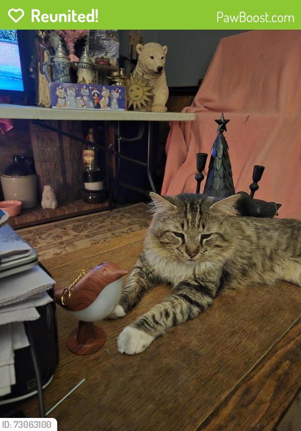 Reunited Male Cat last seen Binns Blvd and Wicklow Rd Columbus OH 43204, Columbus, OH 43204