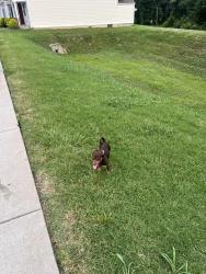 Reunited Male Dog last seen Autumn Ridge cndmnium, Nashville, TN 37013