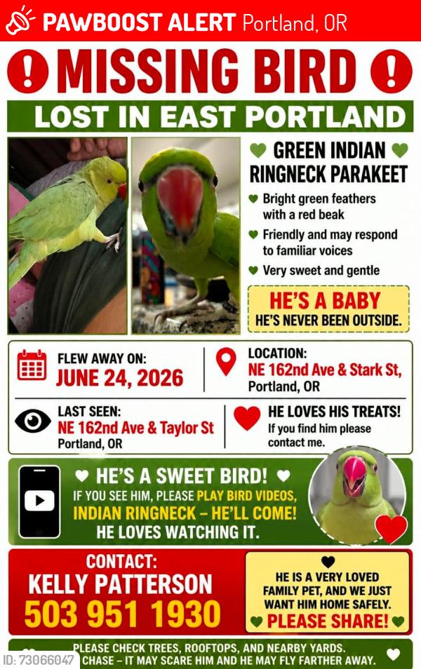 Lost Male Bird last seen Taylor and Main, Portland, OR 97230