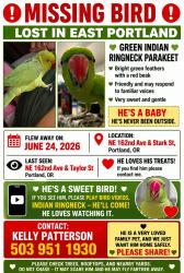 Lost Male Bird last seen Taylor and Main, Portland, OR 97230