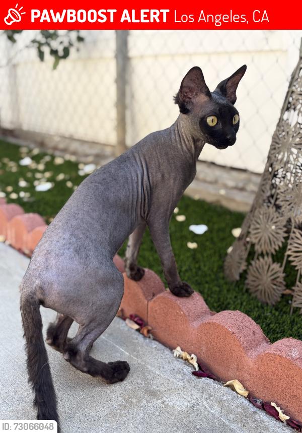 Lost Female Cat last seen Kingswell & Hillhurst, Los Angeles, CA 90027