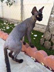 Lost Female Cat last seen Kingswell & Hillhurst, Los Angeles, CA 90027