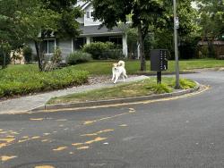Reunited Unknown Dog last seen Palisade Blvd, DuPont, WA 98327