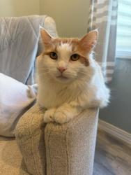 Lost Male Cat last seen Sawgrass Neighborhood, Bradley Ave & Staley Rd, Champaign, IL 61822