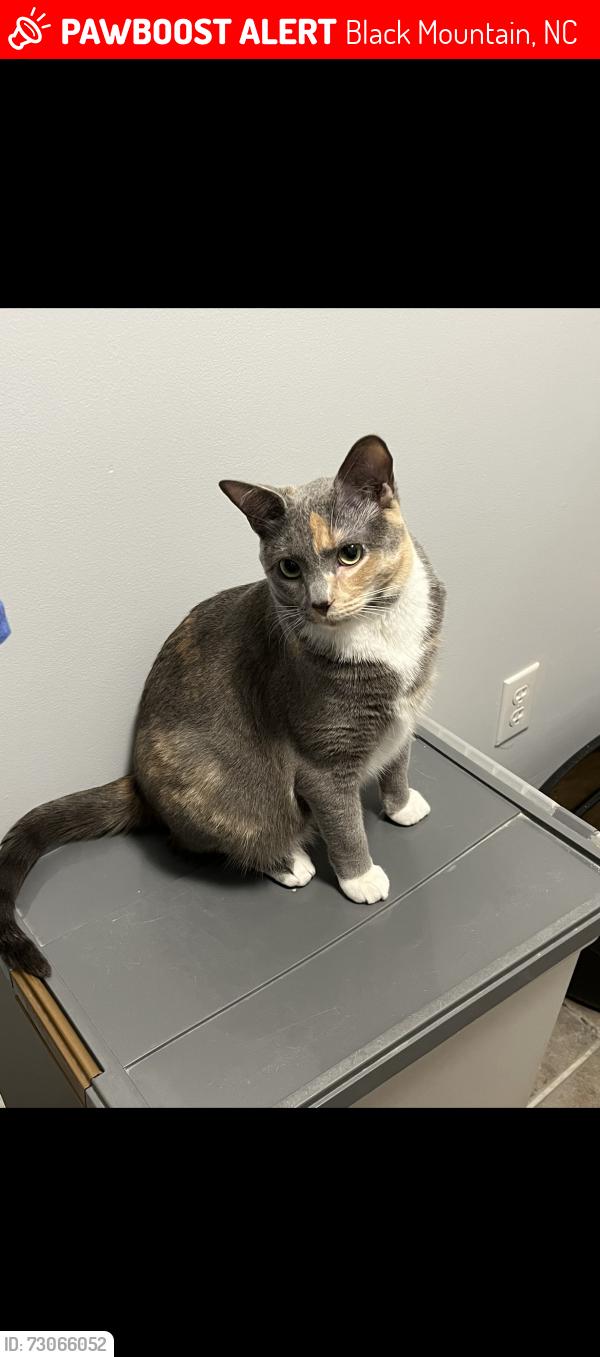 Lost Female Cat last seen cheshire, Black Mountain, NC 28711
