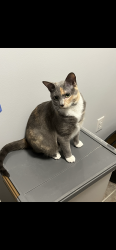 Lost Female Cat last seen cheshire, Black Mountain, NC 28711