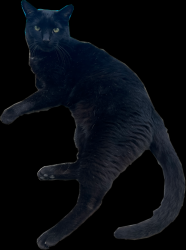 Lost Male Cat last seen ontario and Buena vista ave, Corona, CA 92882