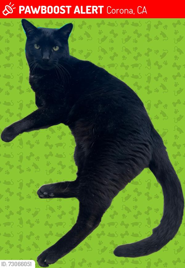 Lost Male Cat last seen ontario and Buena vista ave, Corona, CA 92882