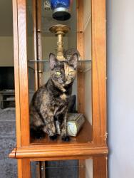 Lost Female Cat last seen Summit St, Flint, MI 48505