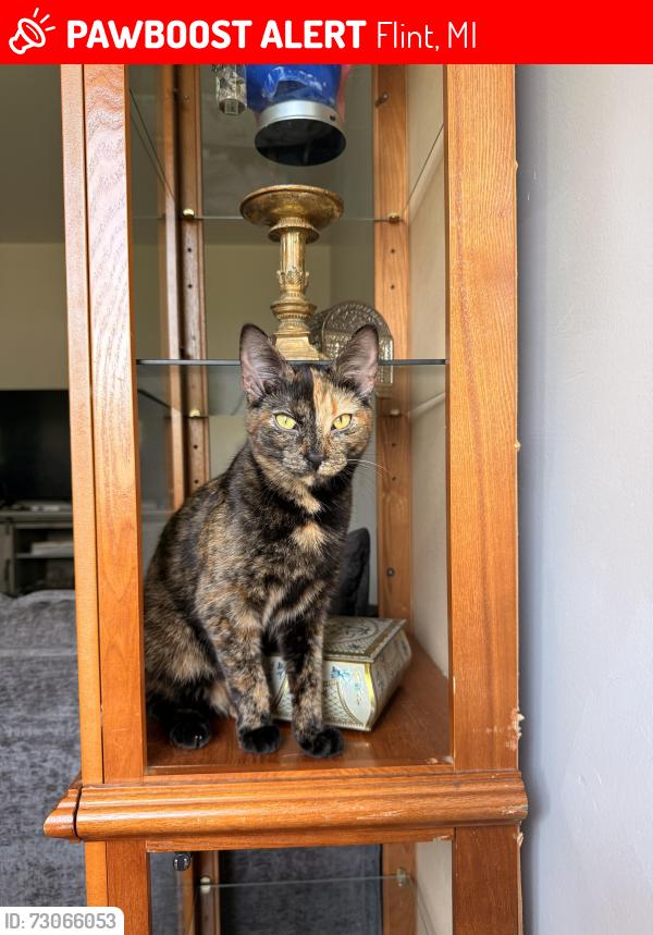 Lost Female Cat last seen Summit St, Flint, MI 48505