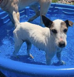 Reunited Female Dog last seen Maynard, Lecanto, FL 34461