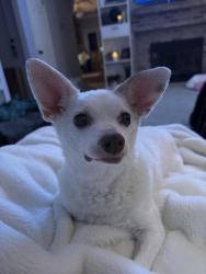 Reunited Female Dog last seen Solano, Napa, CA 94558