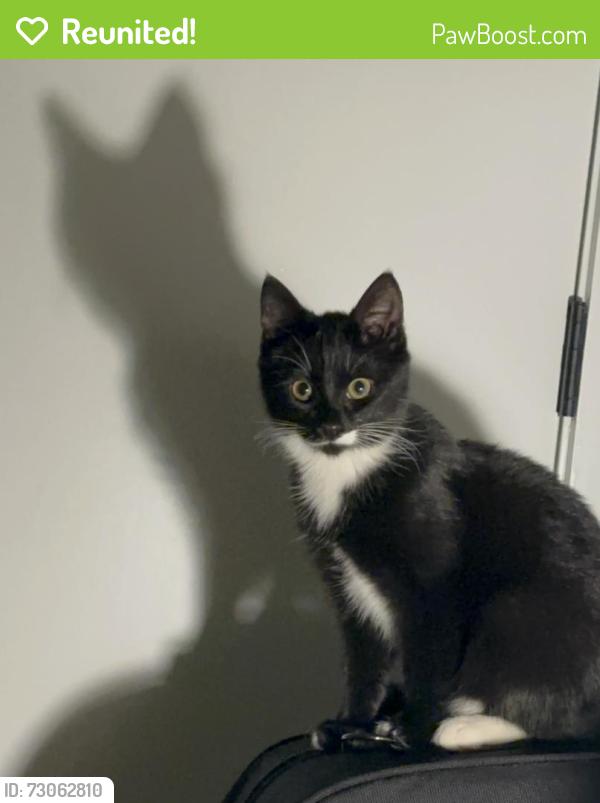 Reunited Female Cat last seen Alleyway connecting Bryan St. and Durham St. , Philadelphia, PA 19119