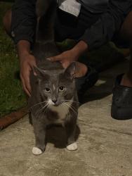 Found/Stray Unknown Cat last seen Bonner and Wistaria, Philadelphia, PA 19115
