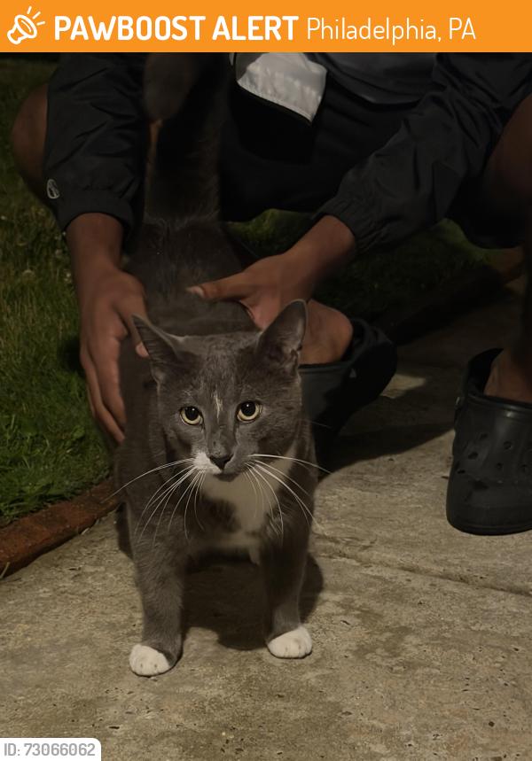 Found/Stray Unknown Cat last seen Bonner and Wistaria, Philadelphia, PA 19115