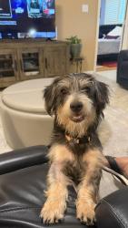 Found/Stray Female Dog last seen Harry Wurzbach and Eisenhauer Rd/ Zip 78209, San Antonio, TX 78218