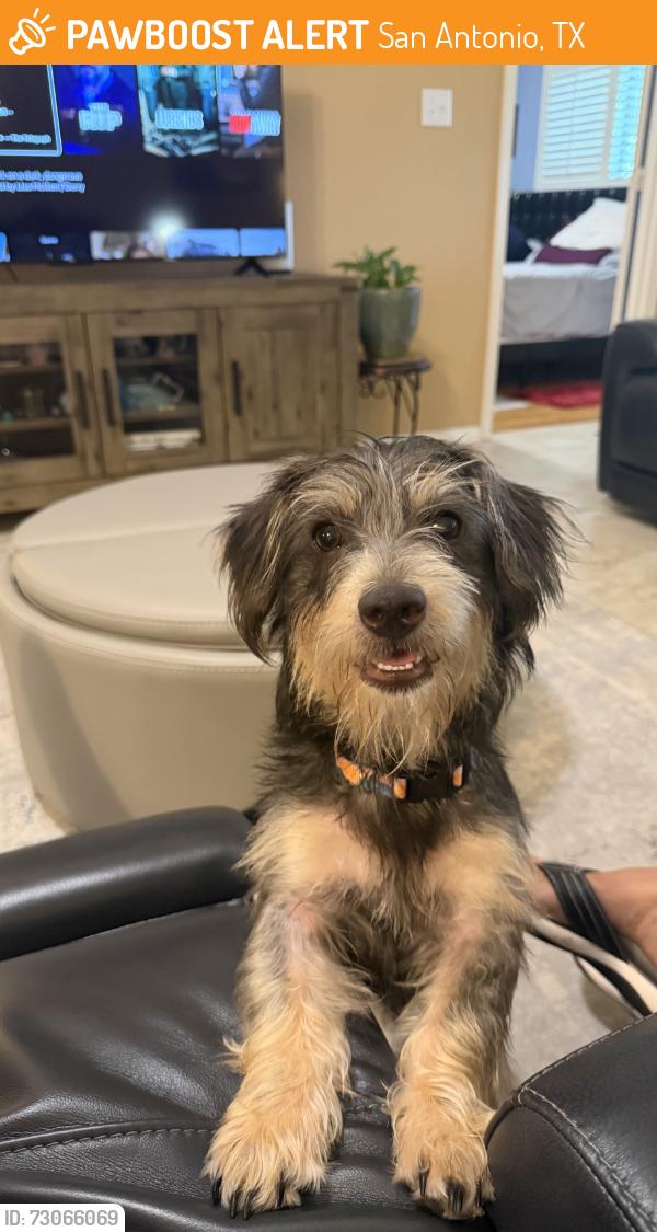 Found/Stray Female Dog last seen Harry Wurzbach and Eisenhauer Rd/ Zip 78209, San Antonio, TX 78218