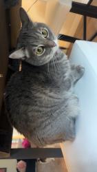 Lost Female Cat last seen We think she got out the back into the parking lot of the complex on fort union and 7th, Midvale, UT 84047