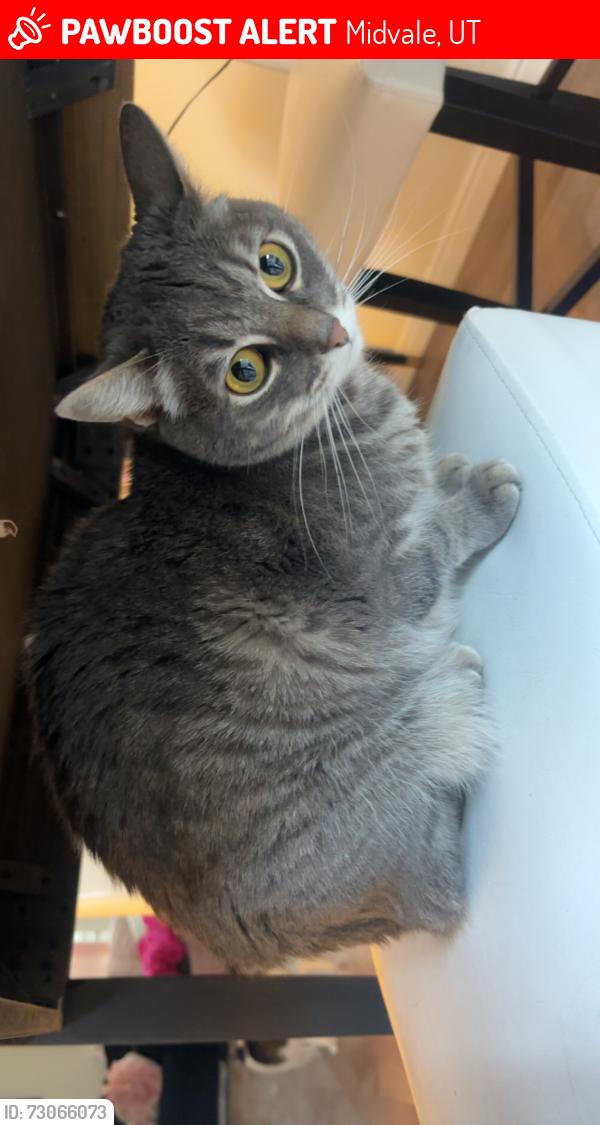 Lost Female Cat last seen We think she got out the back into the parking lot of the complex on fort union and 7th, Midvale, UT 84047