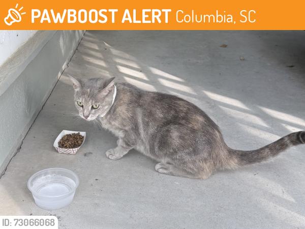 Found/Stray Female Cat last seen Sparkleberry and Huntcliff Drive, Columbia, SC 29229