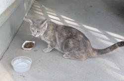 Found/Stray Female Cat last seen Sparkleberry and Huntcliff Drive, Columbia, SC 29229