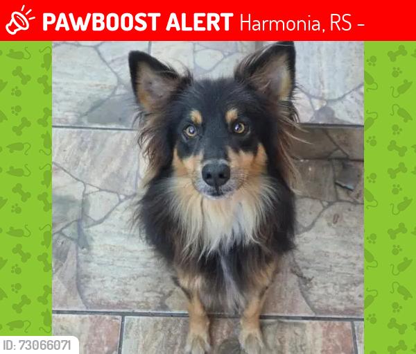 Lost Male Dog last seen Harmonia e Mathias velho, Harmonia, RS 92325-200