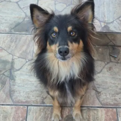 Lost Male Dog last seen Harmonia e Mathias velho, Harmonia, RS 92325-200