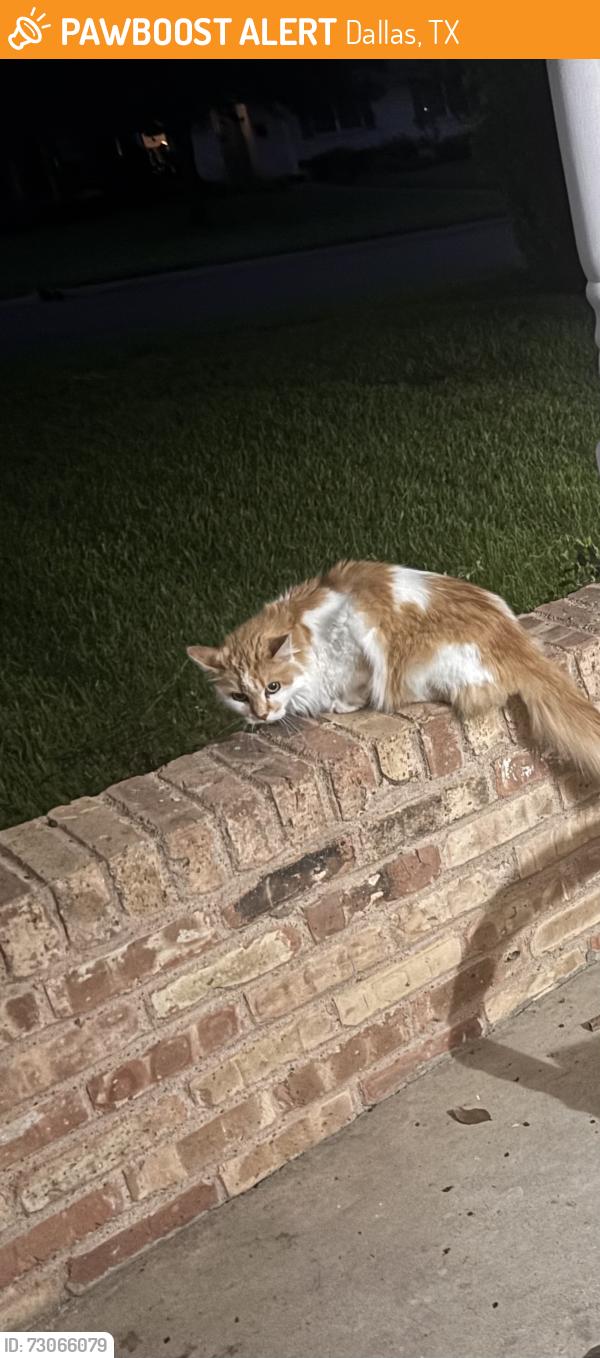 Found/Stray Unknown Cat last seen Shady Hill, Dallas, TX 75229