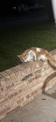 Found/Stray Unknown Cat last seen Shady Hill, Dallas, TX 75229