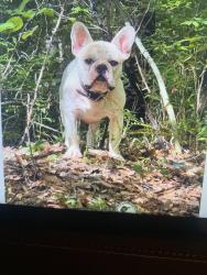Found/Stray Unknown Dog last seen Kitetown road, Russell County, AL 36875
