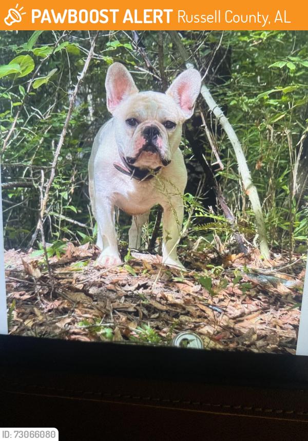 Found/Stray Unknown Dog last seen Kitetown road, Russell County, AL 36875