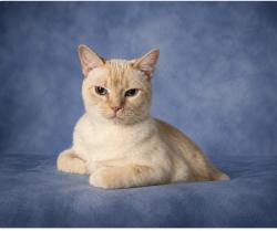 Lost Male Cat last seen Cheek Sparger/Bedford Rd. Tara neighborhood, Colleyville, TX 76034