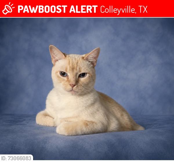 Lost Male Cat last seen Cheek Sparger/Bedford Rd. Tara neighborhood, Colleyville, TX 76034