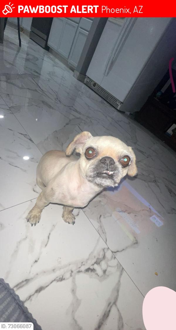 Lost Male Dog last seen W Roma Ave & N 75th Ave, Phoenix, AZ 85033