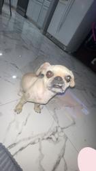 Lost Male Dog last seen W Roma Ave & N 75th Ave, Phoenix, AZ 85033