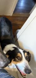 Reunited Female Dog last seen Korean Baptist Church, Fort Worth, TX 76126