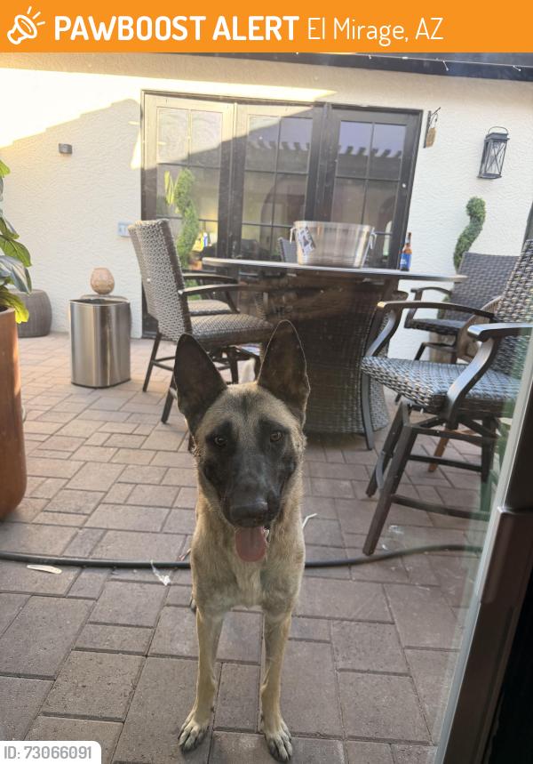 Found/Stray Male Dog last seen 127th and Cactus, El Mirage, AZ 85335