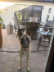 Found/Stray Male Dog last seen 127th and Cactus, El Mirage, AZ 85335