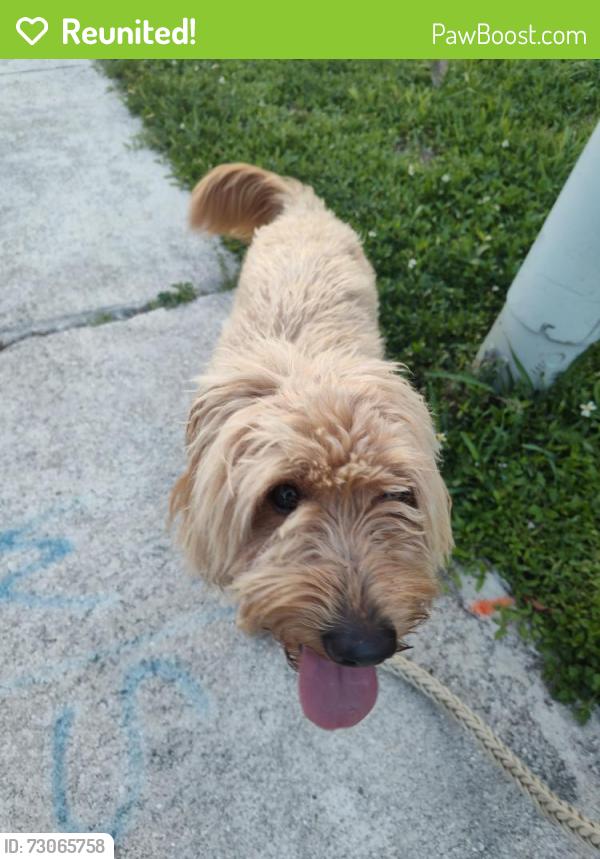 Reunited Female Dog last seen Near NW 66th terrace , Tamarac, FL 33321