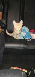 Found/Stray Male Cat last seen Magnolia and ball, Anaheim, CA 92804