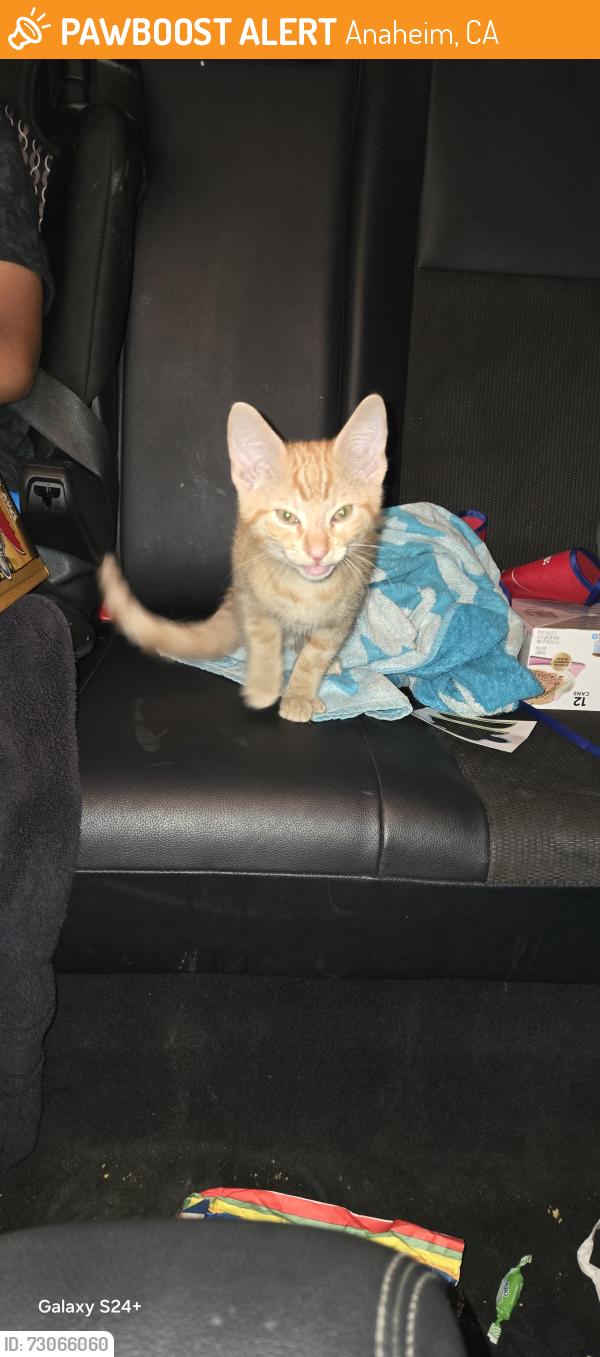 Found/Stray Male Cat last seen Magnolia and ball, Anaheim, CA 92804
