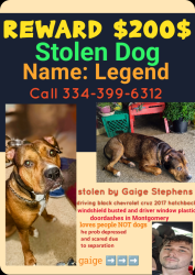 Lost Male Dog last seen Studio lodge Carmichael road, Montgomery, AL 36106