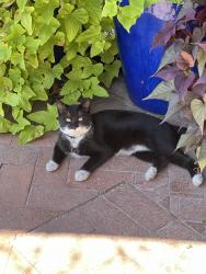 Lost Male Cat last seen Stella kolb, Tucson, AZ 85730