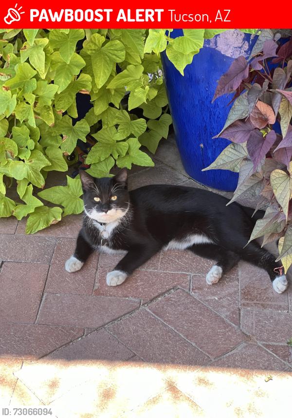 Lost Male Cat last seen Stella kolb, Tucson, AZ 85730