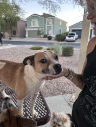 Found/Stray Female Dog last seen N High Dunes Dr (by the park at the end of the street), Florence, AZ 85132