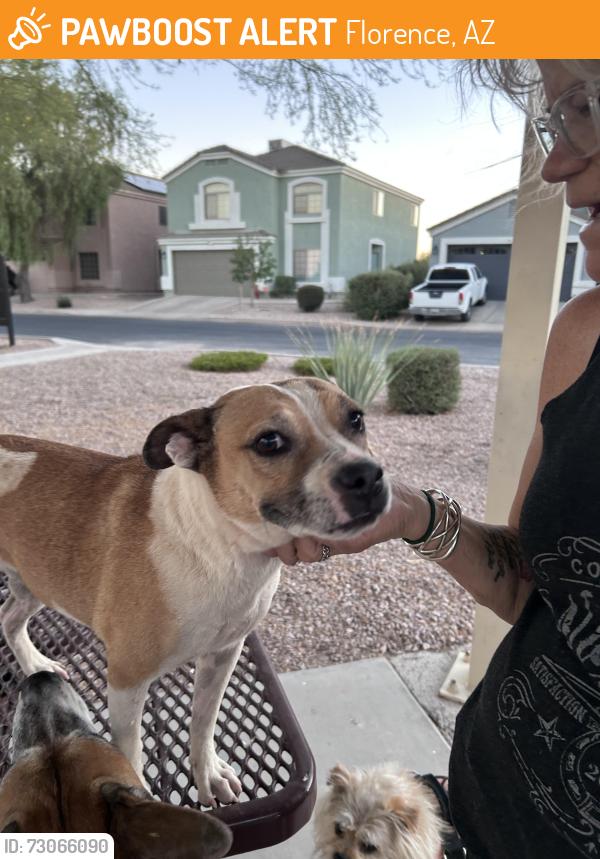 Found/Stray Female Dog last seen N High Dunes Dr (by the park at the end of the street), Florence, AZ 85132